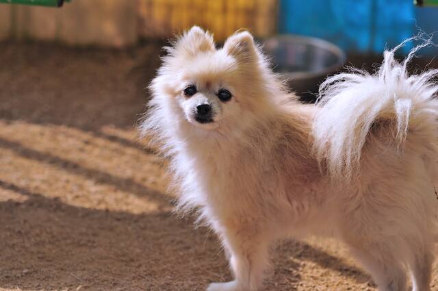 ペットの防災バッグは買う？作る？迷った時に見たい考え方