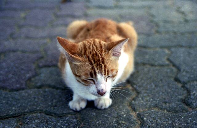 シニア猫のフードとサポートはどう考える？無理なく整える見方