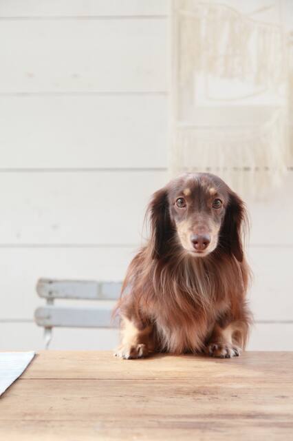 ペット避難バッグのチェックリスト｜最初にそろえたい中身を整理